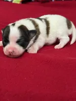 Lexi, a female Papillon for sale in Tiskilwa, IL – 1 of 3