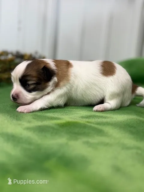 Louie – Papillon puppy for sale in Tiskilwa, IL