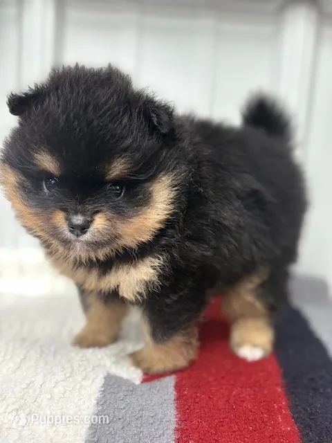 Champion Lineage!! – Pomeranian puppy for sale in Tiskilwa, IL