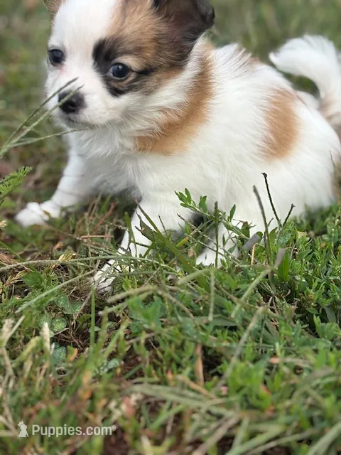 Louie – Papillon puppy for sale in Tiskilwa, IL