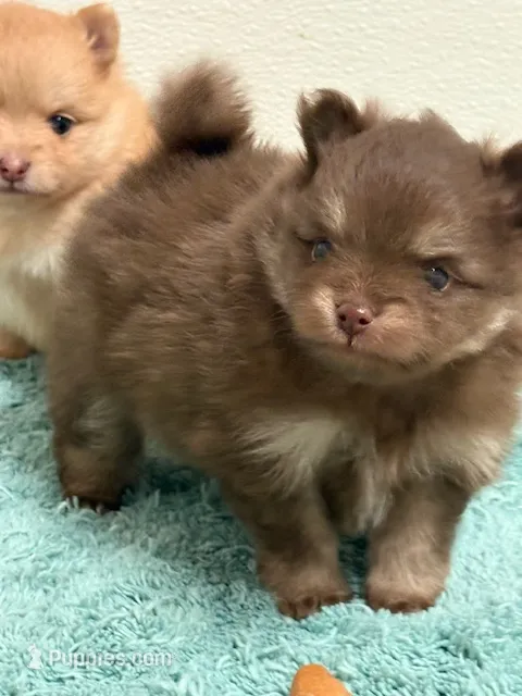 Romeo – Pomeranian puppy for sale in Tiskilwa, IL