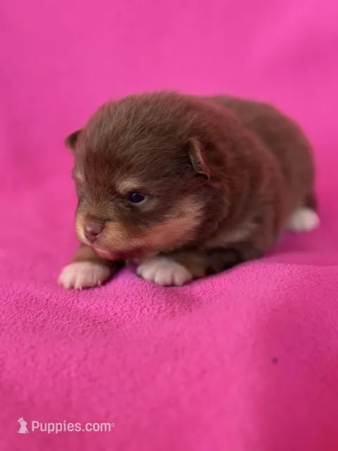 Benny – Pomeranian puppy for sale in Tiskilwa, IL