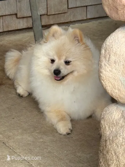 Roc – Pomeranian puppy for sale in Tiskilwa, IL