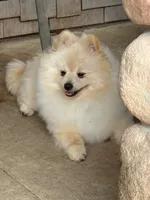 Roc, a male Pomeranian for sale in Tiskilwa, IL – 4 of 4