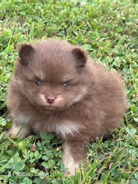 Romeo – Pomeranian puppy for sale in Tiskilwa, IL