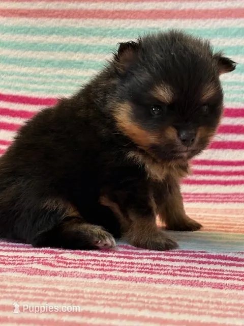 Finn – Pomeranian puppy for sale in Tiskilwa, IL