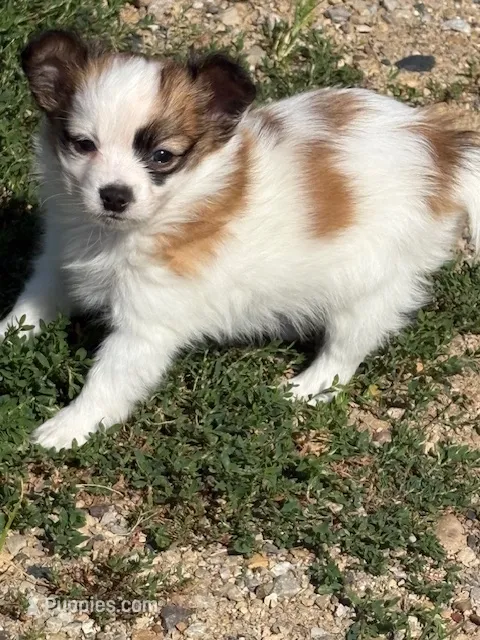 Louie – Papillon puppy for sale in Tiskilwa, IL