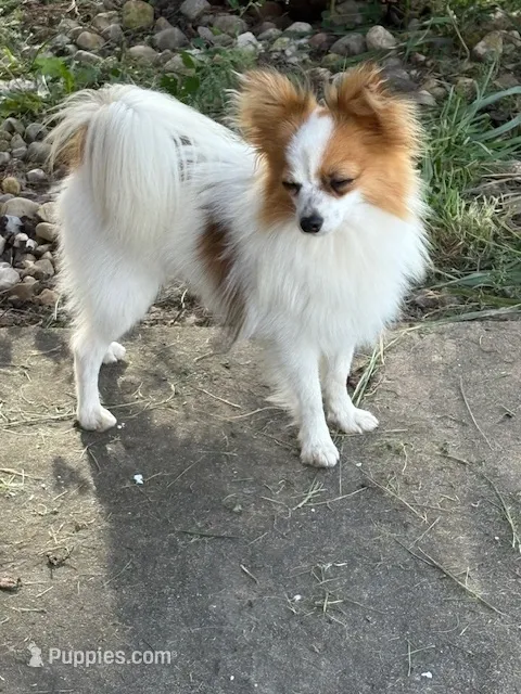 Full AKC – Papillon puppy for sale in Tiskilwa, IL