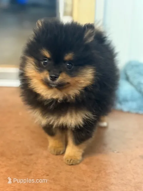 Champion Lineage!! – Pomeranian puppy for sale in Tiskilwa, IL