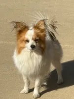 Petey, a male Papillon for sale in Tiskilwa, IL – 3 of 3