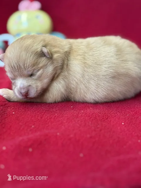 Lexy – Pomeranian puppy for sale in Tiskilwa, IL