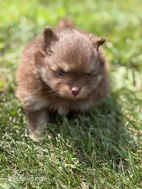 Romeo – Pomeranian puppy for sale in Tiskilwa, IL