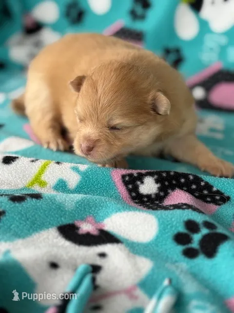 Lexy – Pomeranian puppy for sale in Tiskilwa, IL