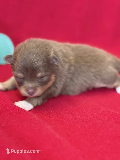 Benny – Pomeranian puppy for sale in Tiskilwa, IL