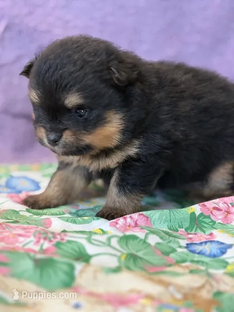 Finn – Pomeranian puppy for sale in Tiskilwa, IL