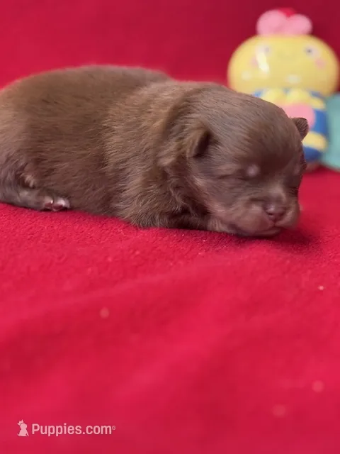 Romeo – Pomeranian puppy for sale in Tiskilwa, IL