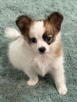 Louie, a male Papillon for sale in Tiskilwa, IL – 2 of 7
