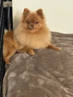 Daizy, a female Pomeranian for sale in Tiskilwa, IL – 2 of 3