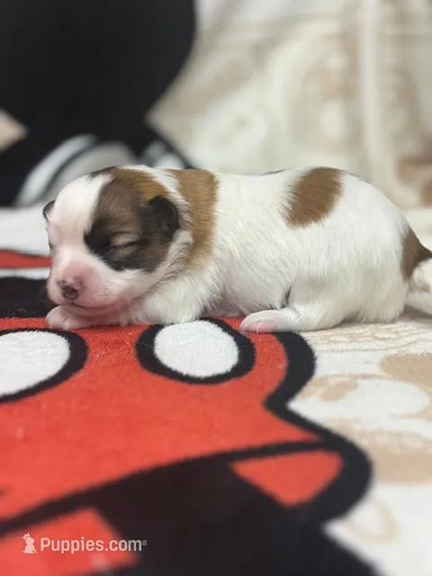 Louie – Papillon puppy for sale in Tiskilwa, IL