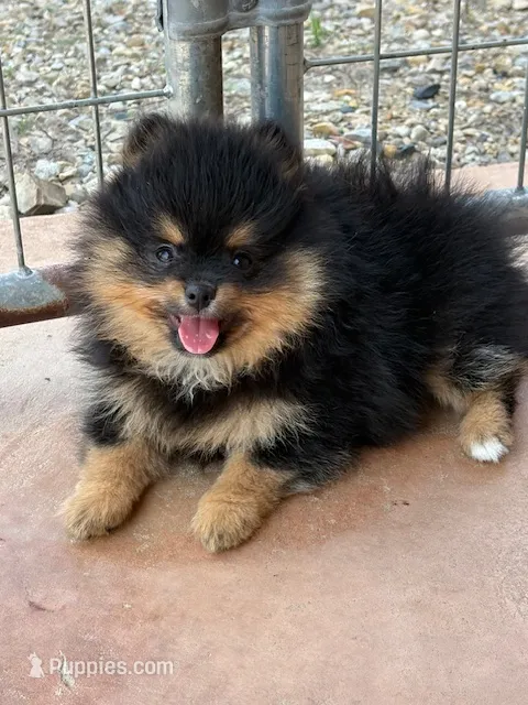 Champion Lineage!! – Pomeranian puppy for sale in Tiskilwa, IL