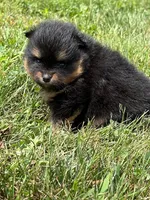 Champion Lineage!!, a male Pomeranian for sale in Tiskilwa, IL – 6 of 9