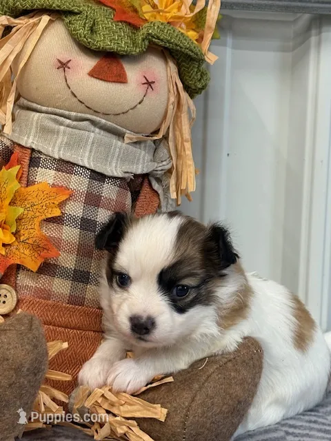 Louie – Papillon puppy for sale in Tiskilwa, IL