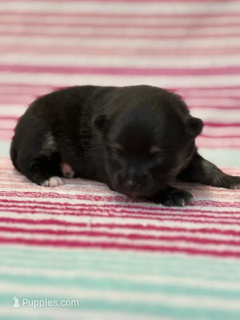 Haley – Pomeranian puppy for sale in Tiskilwa, IL
