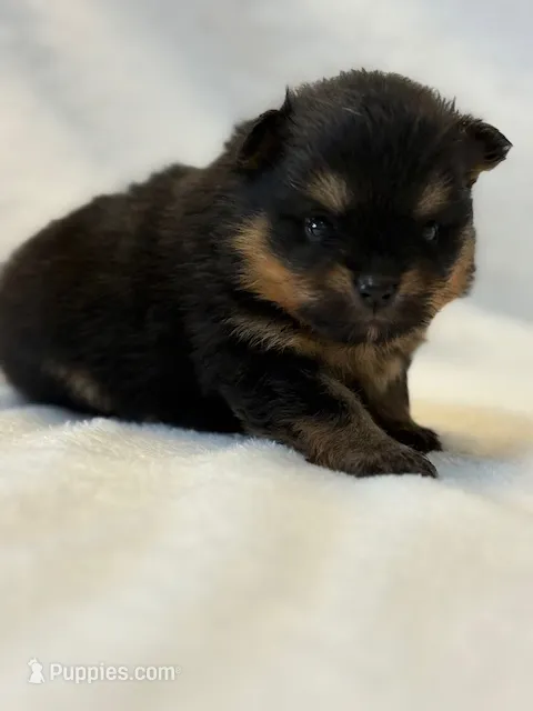 Finn – Pomeranian puppy for sale in Tiskilwa, IL