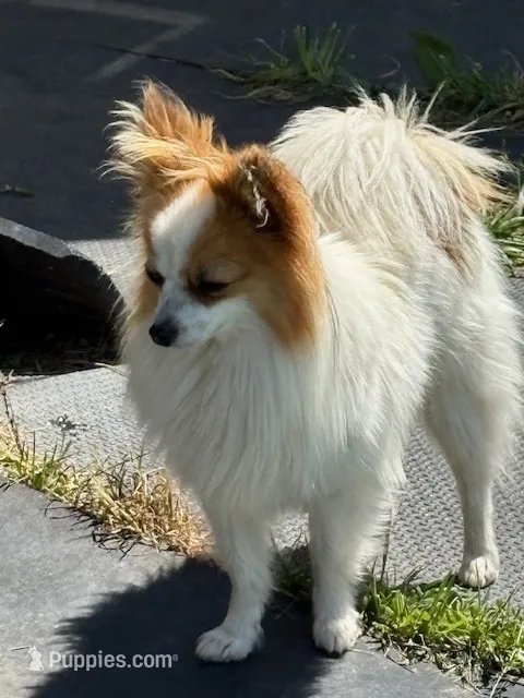 Petey – Papillon puppy for sale in Tiskilwa, IL