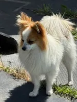 Petey, a male Papillon for sale in Tiskilwa, IL – 2 of 3