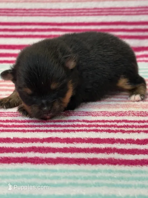 Finn – Pomeranian puppy for sale in Tiskilwa, IL
