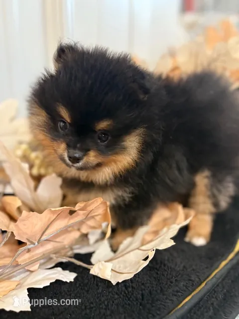 Champion Lineage!! – Pomeranian puppy for sale in Tiskilwa, IL