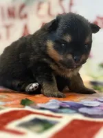 Champion Lineage!!, a male Pomeranian for sale in Tiskilwa, IL – 8 of 9