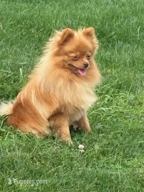 Daizy – Pomeranian puppy for sale in Tiskilwa, IL