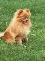 Daizy, a female Pomeranian for sale in Tiskilwa, IL – 5 of 6