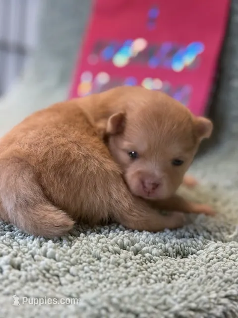 Lexy – Pomeranian puppy for sale in Tiskilwa, IL