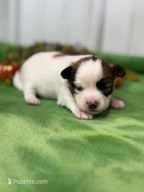Louie – Papillon puppy for sale in Tiskilwa, IL