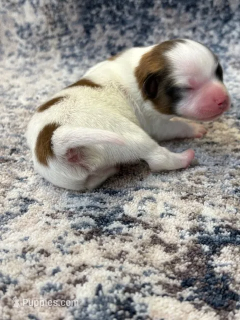 Louie – Papillon puppy for sale in Tiskilwa, IL
