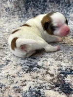 Louie, a male Papillon for sale in Tiskilwa, IL – 2 of 3