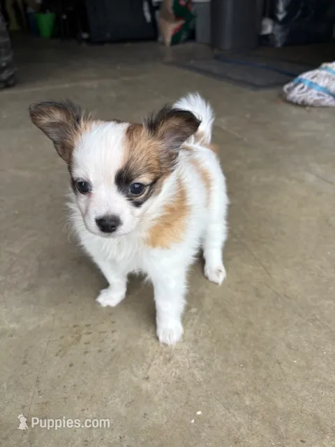 Louie – Papillon puppy for sale in Tiskilwa, IL