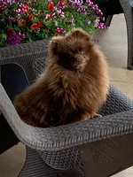 KitKat, a female Pomeranian for sale in Tiskilwa, IL – 3 of 3