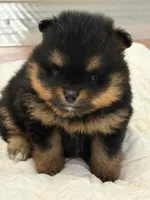 Champion Lineage!!, a male Pomeranian for sale in Tiskilwa, IL – 2 of 9