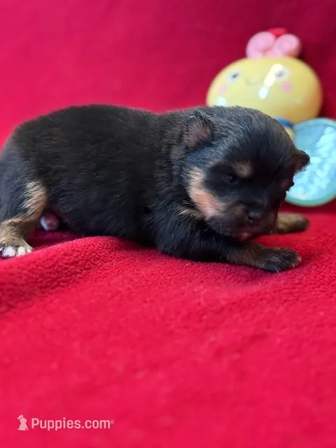 Finn – Pomeranian puppy for sale in Tiskilwa, IL