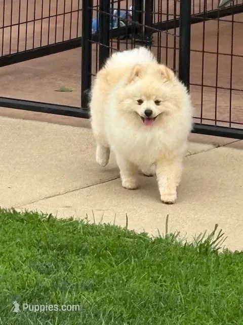 Roc – Pomeranian puppy for sale in Tiskilwa, IL