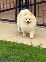 Roc, a male Pomeranian for sale in Tiskilwa, IL – 3 of 4