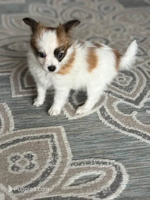Louie – Papillon puppy for sale in Tiskilwa, IL