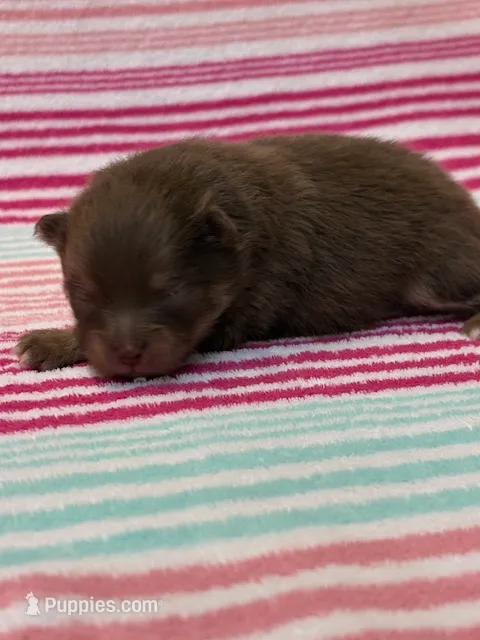 Romeo – Pomeranian puppy for sale in Tiskilwa, IL