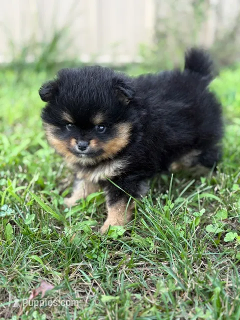 Champion Lineage!! – Pomeranian puppy for sale in Tiskilwa, IL