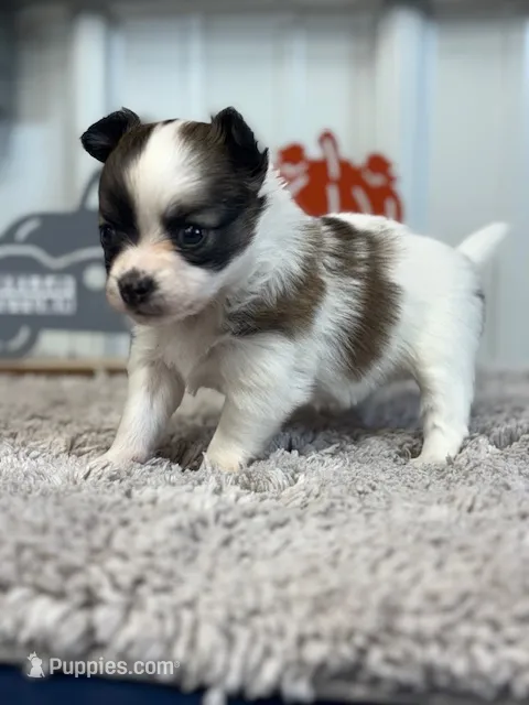 Lexi – Papillon puppy for sale in Tiskilwa, IL