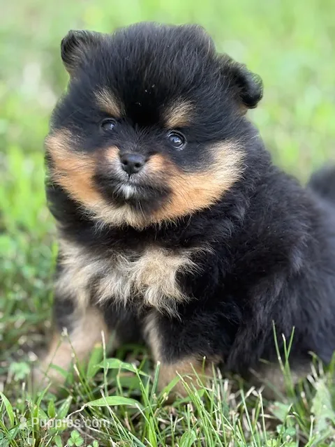 Champion Lineage!! – Pomeranian puppy for sale in Tiskilwa, IL